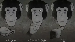 Carte meme Give Orange Me, rareté commune