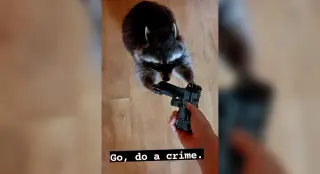 Carte meme Go, Do a Crime, rareté commune