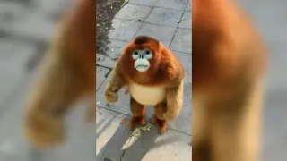 Carte meme Golden Snub-Nosed Monkey Eating Berries, rareté commune