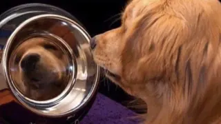 Carte meme Goodest Boy, rareté commune