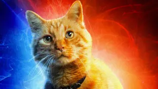 Goose the Cat meme card, common rarity