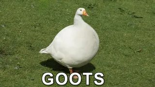 Goots meme card, common rarity