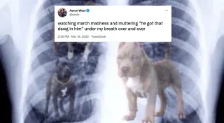 Got That Dog In Him meme card, epic rarity