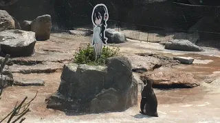 Carte meme Grape-kun, rareté épique