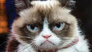 Grumpy Cat meme card, epic rarity