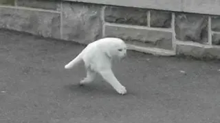 Half Cat / Panorama Fail Cat meme card, rare rarity
