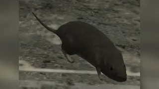 Carte meme Halo 3 Rat, rareté rare