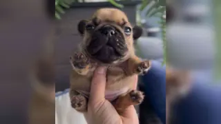 Handheld Pupper / Geeble meme card, common rarity