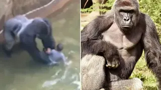 Harambe the Gorilla meme card, legendary rarity