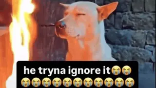 Carte meme He Tryna Ignore It, rareté commune