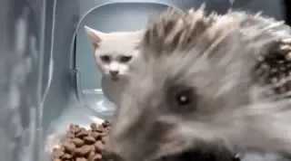 Hedgehog Eating Cat Food meme card, common rarity