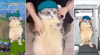 "Hey Hey You You" Cat Dancing meme card, common rarity