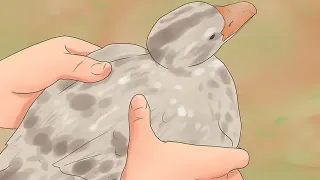 Carte meme Hold Birb Gentle Like Hamburger, rareté commune