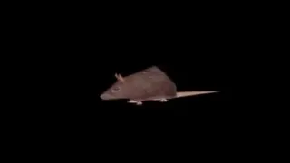 Carte meme Horizontally Spinning Rat, rareté commune