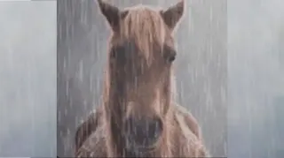 Horse in the Rain meme card, common rarity