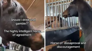 Horse of Absolute Agreement and Understanding meme card, common rarity