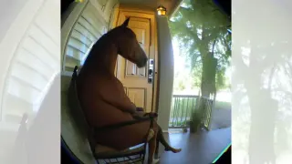 Horse Sitting In A Chair / Horse Sitting On The Front Porch meme card, common rarity