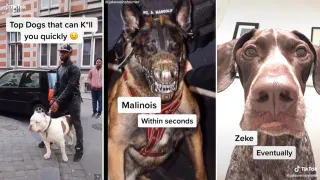 How Fast These Dogs Will Kill You meme card, common rarity