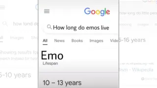 How Long Do Emos Live / How Long Do Short People Live meme card, common rarity