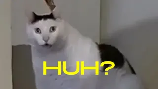 Huh? Cat meme card, rare rarity
