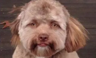 Human-Faced Dog meme card, common rarity