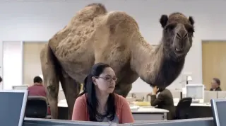 Hump Day meme card, common rarity