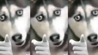 Husky Pointing meme card, common rarity