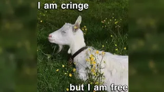 Carte meme I Am Cringe But I Am Free, rareté commune