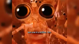 Carte meme I Am One in A Krillion, rareté commune