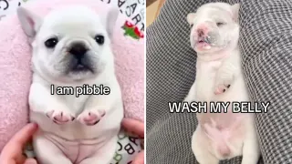 Carte meme I Am Pibble, Wash My Belly, rareté commune