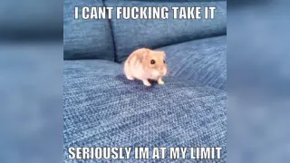 I Can't Take It Anymore, Seriously I'm at My Limit meme card, rare rarity