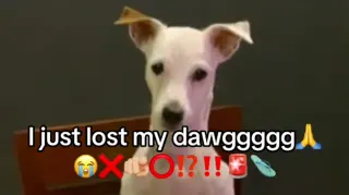 I Just Lost My Dawg meme card, common rarity