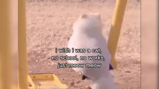 I Wish I Was a Cat, No School, No Works, Just Meow Meow meme card, common rarity