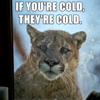 If You're Cold, They're Cold meme card, rare rarity