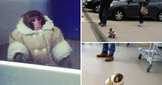 IKEA Monkey meme card, epic rarity