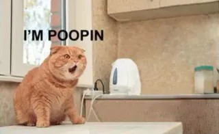 "I'm Poopin!" Cat meme card, common rarity