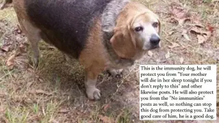 Immunity Dog meme card, common rarity