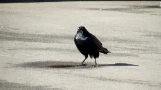 Insanity Crow meme card, common rarity