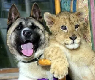 Carte meme Interspecies Friendship, rareté commune