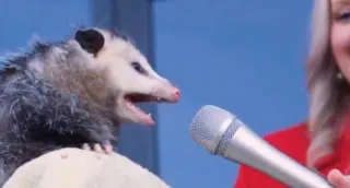 Interview Possum meme card, common rarity