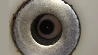 It Lives In My Sink meme card, common rarity