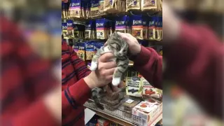 Carte meme « It Takes A Pet Like No Problem! », rareté commune