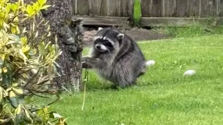 Carte meme Jimothy the Raccoon, rareté commune