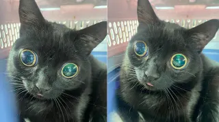 Jinx the Cat meme card, rare rarity