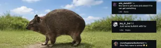 Carte meme « Just Some Bullshit With Fur » Hyrax Comment, rareté commune