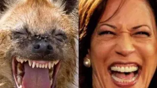 Kamala Harris Laughing Hyena Comparisons meme card, common rarity