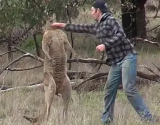 Kangaroo Punch Video meme card, common rarity