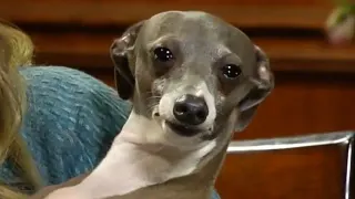 Kermit the Dog meme card, common rarity