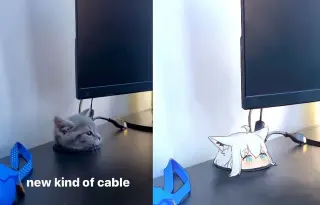 Kitten Appears From The Cable Hole meme card, common rarity