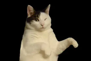 Kitty Cat Dance meme card, rare rarity